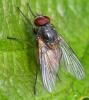 Phaonia subventa